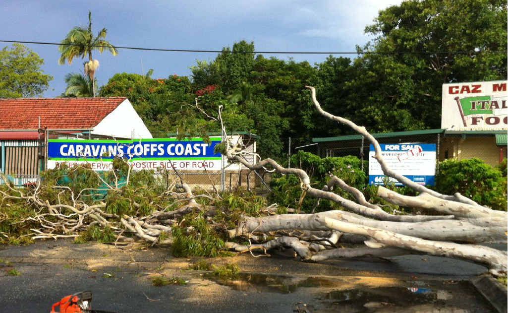 CLOSE CALL: A tree down between the Pacific Highway and Rose Ave. CLOSE CALL: A tree down between the Pacific Highway and Rose Ave.